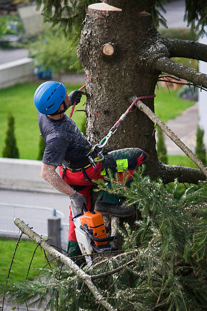 Tree and Shrub Care in Bel Ridge, MO